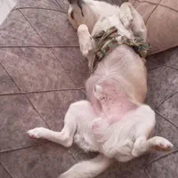 پانسیون سگ|خدمات پیشه و مهارت|چهارباغ, |دیوار