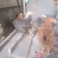 نیمچه گلپایگانی و لهستانی