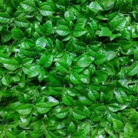 چمنِ دیواری دیوارسبز|خدمات باغبانی و درختکاری|تبریز, |دیوار