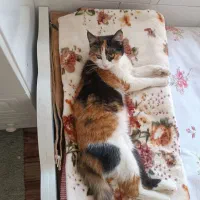 واگذاری گربه نروماده