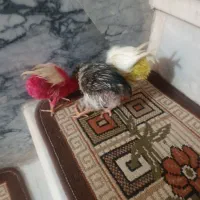 جوجه کردی ورنگی