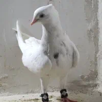 طوقی|پرنده|شیراز, جمهوری|دیوار