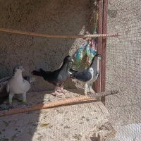 بدرنک،خشرنگ سیاه گلی،زیل ،قارا زرد