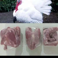 بوقلمون گشتی