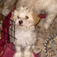 سگ شیتزو تریر ، نر و ماده