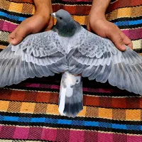 دمگیر خرقه آهنی|پرنده|اصفهان, جلفا|دیوار