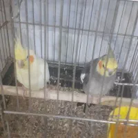 عروس هلندی نروماده|پرنده|قم, وادی السلام|دیوار
