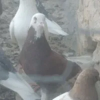 گرفتنی