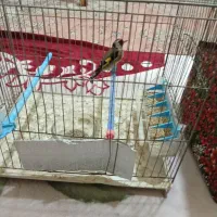 سهره نر و ماده فروشی