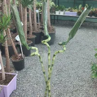 بامبو|گل و گیاه طبیعی|جیرفت, |دیوار