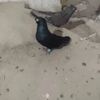 کبوتر|پرنده|میاندوآب, |دیوار