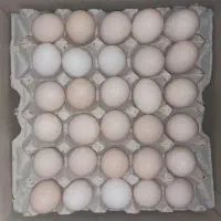 جوجه و نیمچه بوقلمون مرغ/خروس/گوشتی وبومی/تخممرغ|حیوانات مزرعه|تهران, آبشار|دیوار