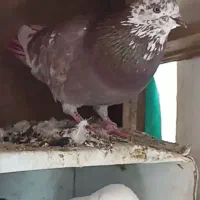 سلام یک نر مست روزگاری|پرنده|شهرکرد, |دیوار