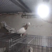 هفت رنگ|پرنده|قزوین, |دیوار