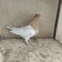 ماده بهئونی کله طوقی|پرنده|شیراز, شهرک صنعتی شیراز|دیوار