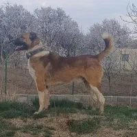 سگ سراب گله ای|سگ|گلپایگان, |دیوار