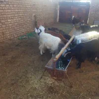 گوسفند فروشی|حیوانات مزرعه|کاخک, |دیوار