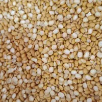 فروش ویژه برنج پاکستانی|عمده‌فروشی|کرمان, |دیوار