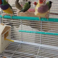 فروش فنچ گلدین .. وعروس هلندی رام|پرنده|همدان, |دیوار