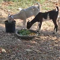 کهر