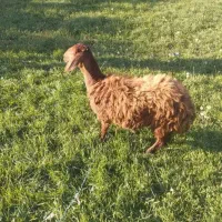 بره نر گوشتی و نذری|حیوانات مزرعه|ارومیه, |دیوار