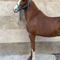 کره نریان اینده دار