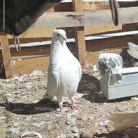 کبوتر|پرنده|یزد, |دیوار