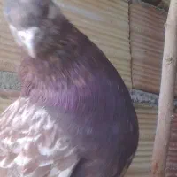 فروش کبوتر توافقی