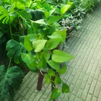 گل آپارتمانی پتوس|گل و گیاه طبیعی|تبریز, |دیوار