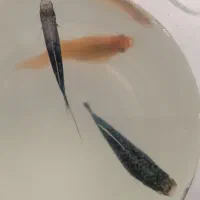 فروش ویژه ماهی آکواریومی|ماهی|مهاباد (آذربایجان غربی), |دیوار