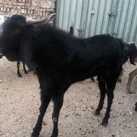 نر بز پاکستانی|حیوانات مزرعه|خاوران, |دیوار