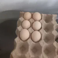 تخم لاری