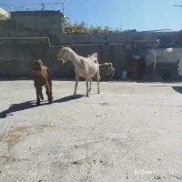 سالار بز دورگ|حیوانات مزرعه|مرودشت, تخت جمشید|دیوار