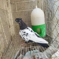 رنگی گرفتنی