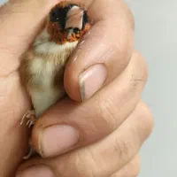 سهره چونه سفید