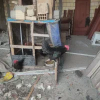 فروش خروس هرندی پاپر
