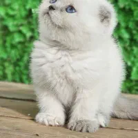 گربه اسکاتلندی با تخفیف تکرار نشدنی