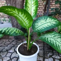 گل دیفین باغیا|گل و گیاه طبیعی|خوی, |دیوار