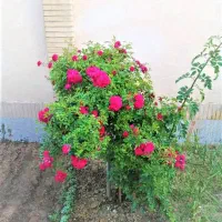 ویلایی ۲۴۰ متری سه خواب دربست