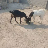 بز و پازن خوب|حیوانات مزرعه|مهر, |دیوار