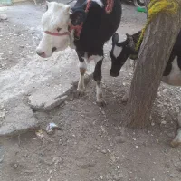 فروش دو عدد گوساله ماده سیمینتال