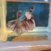 فایتر بیگ ایر دبل تیل سوپر باله|ماهی|ری, دیلمان|دیوار