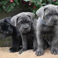 توله از چند نژاد محبوب نژاد ها در توضیحات هست