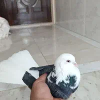 پول لازمم میخوام بفروشمش،نرابلغ،نرمست،غریب به شرط