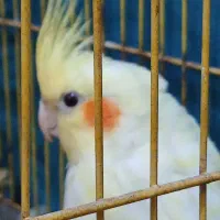 عروس پاریس