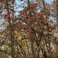 فروش-ویلایی-225-متری-جنوبی-واوان