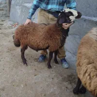 قوچ داشتی و بز و گوسفند