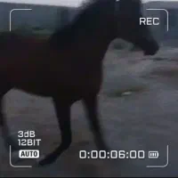 نریان ۳ساله عرب  خالص کره اسکایپ|اسب و تجهیزات اسب‌سواری|اراک, |دیوار