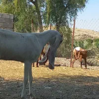 بز گلابی و پاکستانی دورگ|حیوانات مزرعه|رودخانه, |دیوار