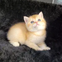 بچه گربه بریتیش ny12